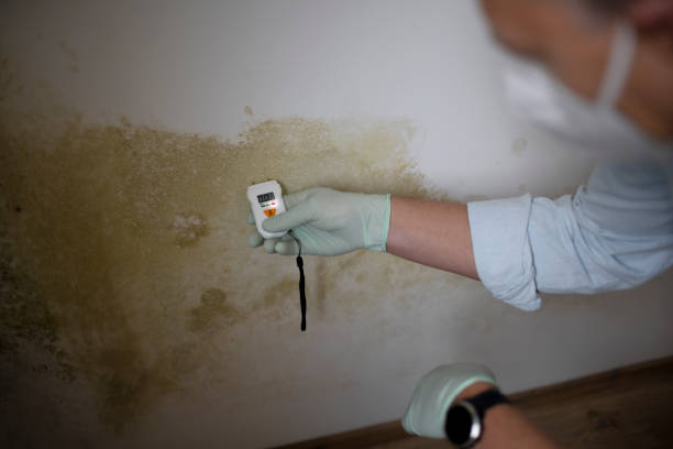 Best Commercial Mold Remediation in Clksville, AR