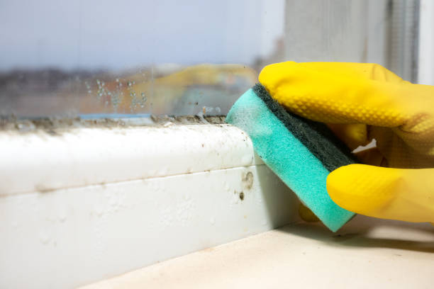 Best DIY Mold Remediation Support Services in Clksville, AR