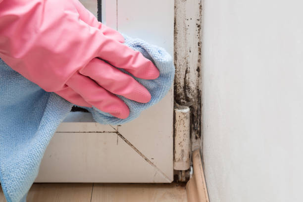 Best Residential Mold Remediation in Clksville, AR